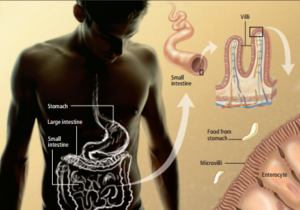 vilosidade-intestinal